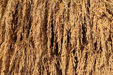 収穫された稲穂／山形県の庄内地方で稲刈りが始まり、収穫された稲穂を撮影した写真です。