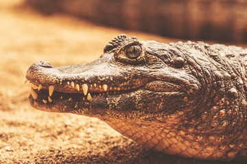 Caiman