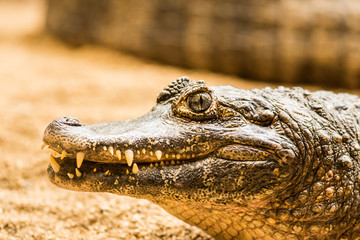 Fototapeta premium Caiman