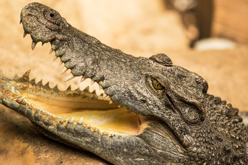 Obraz premium Cocodrile