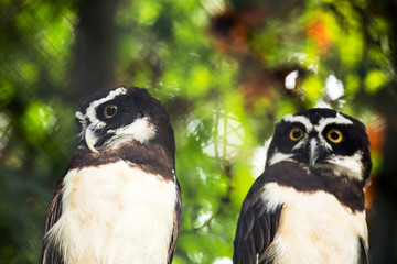 Naklejka premium Owls