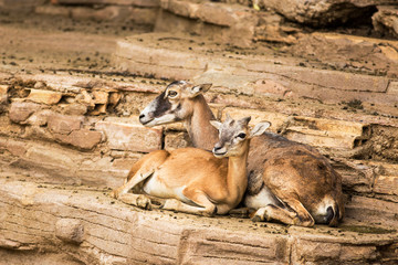 Mouflon