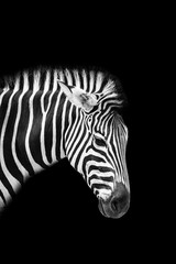 Zebra © funkyfrogstock
