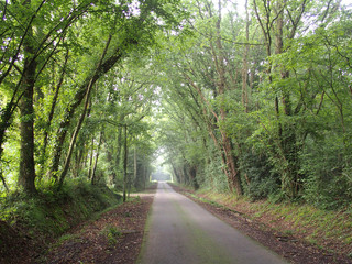 Route normande bordée d'arbres