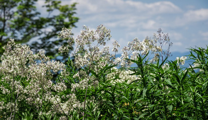 White Wild Flowers
