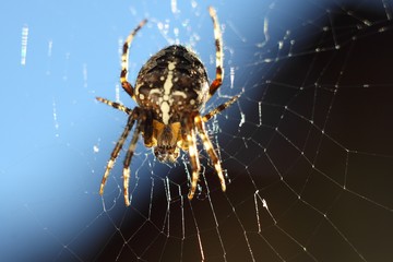spider 