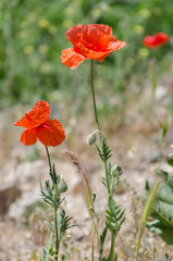 Obraz premium Red poppies