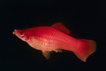 Swordtail red color females in the dark (selective focus)