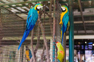 Fototapeta premium parrot bird sitting on the cage