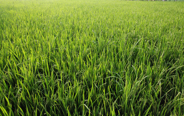 Rice plant in the field