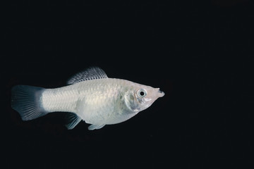 Swordtail white color females in the dark
