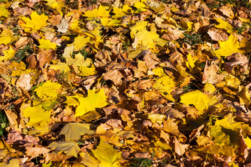 Yellow leaves