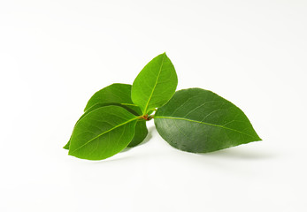 Sprig of bay leaves