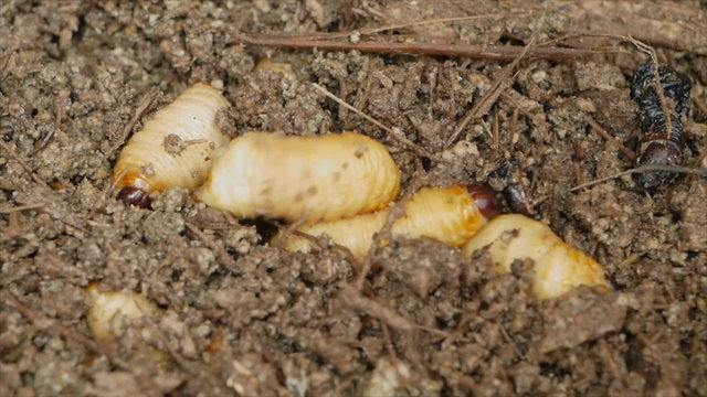 Caterpillar of red palm weevil in wood pulp breed in farm