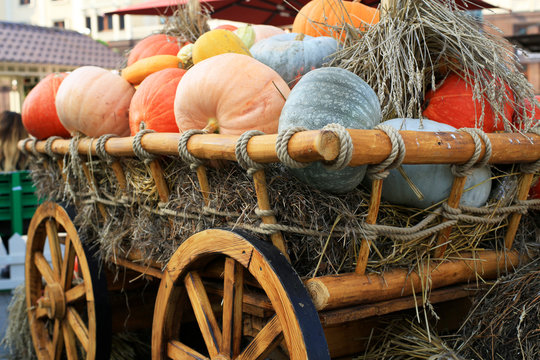 Pumpkins Lie In The Hay On The Cart