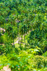 Fototapeta na wymiar Coconut garden with resort at Railay beach