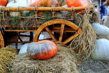 Pumpkins lie in the hay on the cart