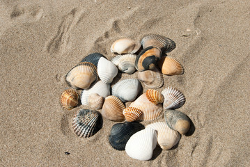 Fototapeta na wymiar conchiglie sulla sabbia