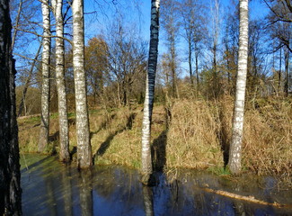 Autumn landscape with birch trees and standing water