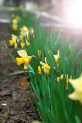 Obraz premium narcissus flowers