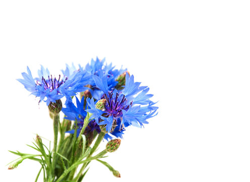 Cornflowers