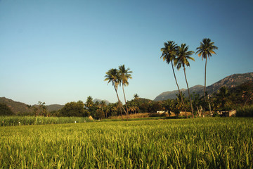 Rice field with Coconut Tree