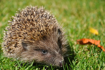 hedgehog in the grass