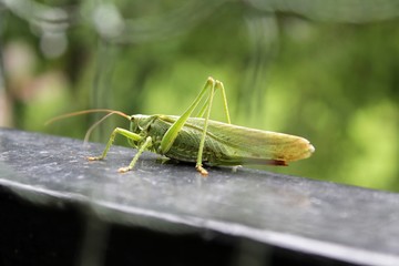 Grashüpfer