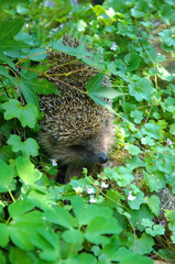 hedgehog in the grass