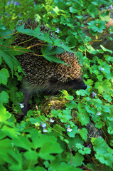 hedgehog in the grass