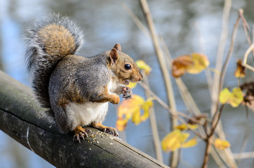 scoiattolo