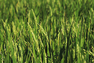Rice plant in the field