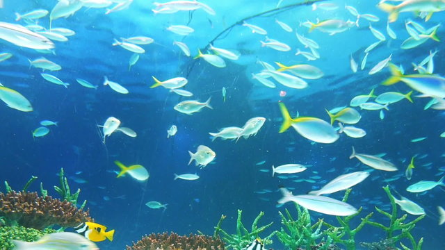 Underwater footage of variety of fish swimming in Pacific Aquarium at Sunshine 60 in Ikebukuro, Japan