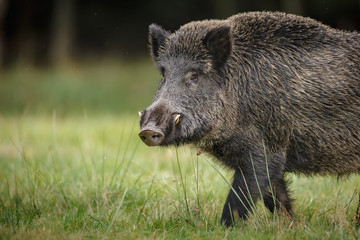 Wild boar close up - obrazy, fototapety, plakaty
