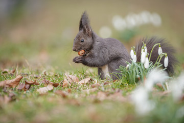 Red squirrel in spring flowers