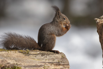Naklejka na ściany i meble Red squirrel in winter