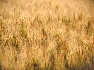 Mature wheat field wallpaper background