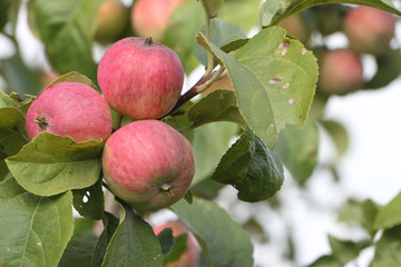 Ripe apples on branches in summer day