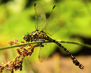 Dragonfly