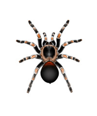 Obraz premium Spider