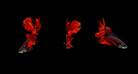 Red siamese fighting fish isolated on black background.