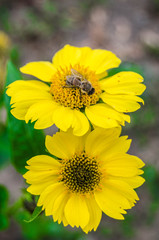 Yellow flower