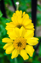 Yellow flower