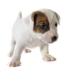 Obraz premium puppy jack russel terrier