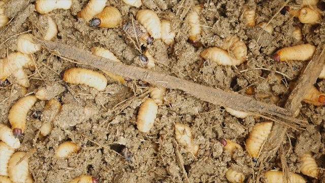 Caterpillar of red palm weevil in wood pulp breed in farm