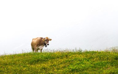 Cow grazing in the fog