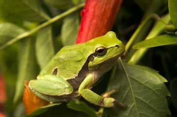 Small frog