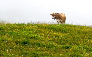 Cow grazing in the fog