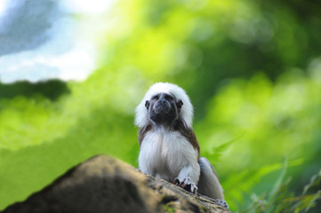 The cotton-top tamarin (Saguinus oedipus) small New World monkey
