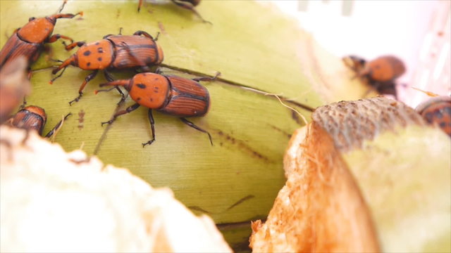 Red palm weevil on coconut fruit
